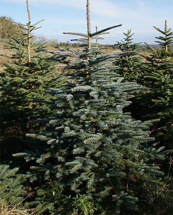 Blue-Spruce-350px