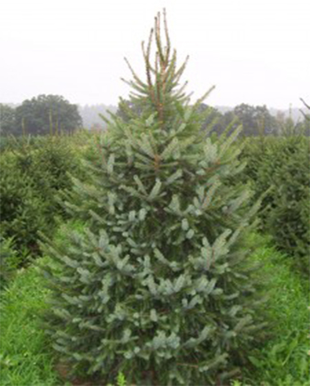 Serbian-Spruce-350px